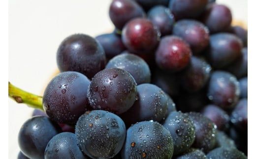 FB002【2026年 先行予約】山梨県産　種なしピオーネ2～3房(約1.0Kg）