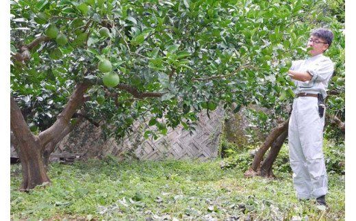 小夏ジャム　6個セット