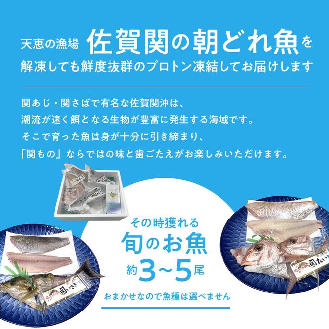 【E04025】佐賀関産　朝獲れ鮮魚　おまかせ詰め合わせ　約2kg