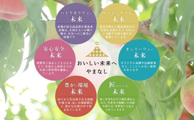 【2026年 先行予約】日本一の産地 山梨県産　朝採れ桃 約1.5kg (５～７玉）　FF008