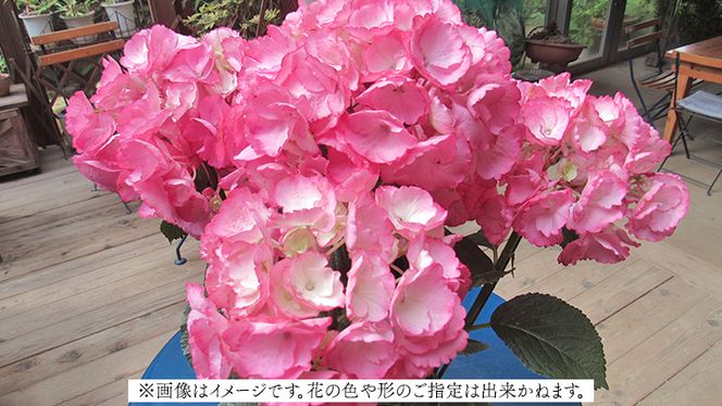 ≪先行予約≫アジサイ 【 おまかせ 1点 】【2025年4月上旬頃より発送開始】 植物 花 インテリア フラワー 紫陽花 お花 園芸 初夏 梅雨 ガーデニング [BG007us]