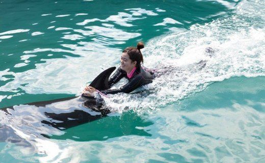 ドルフィンスイム１名（５歳以上小学生） dr013