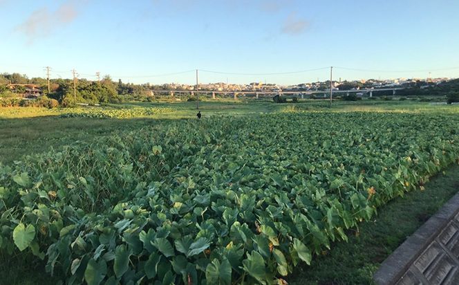 金武町特産「笑う芋」田芋（ターンム） 伝統食材 美味しい 自然 風味 地産 特産品 国産 料理 和食 お気に入り 美味しい ヘルシー 地元愛 懐かしさ 沖縄県 丁寧な栽培 食品 人気 産地直送 送料無料
