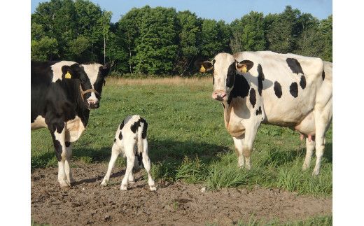 【大津牧場の搾りたてミルク使用】北海道産 のむヨーグルト 18本セット プレーン加糖 プレーン無糖 イチゴ ブルーベリー ビーツ ダイエット 産地直送 牛乳 ヨーグルト せたな町 ふるさと納税