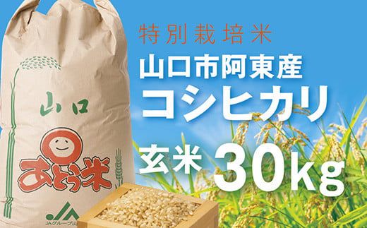 C072 特別栽培米阿東産コシヒカリ玄米30kg（山口県山口市） | ふるさと納税サイト「ふるさとプレミアム」