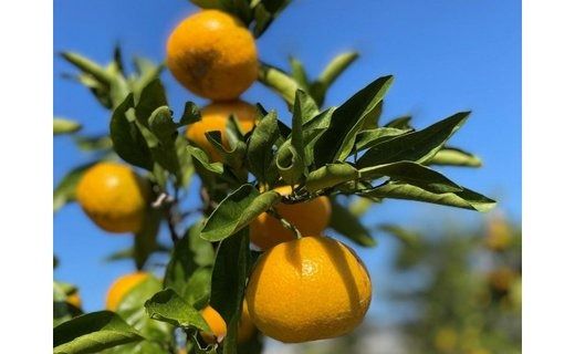 ［大玉サイズ(２Ｌ・３Ｌ）・秀／優混合］早生みかん≪5kg≫和歌山有田産！［予約販売］［数量限定］まる隆果樹園 	CS017