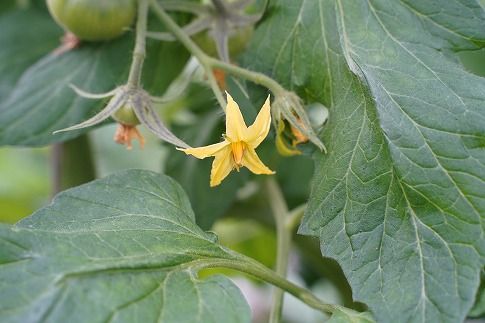 この道40年の農家から直送 完熟！桃太郎トマト15～24玉　H139-020