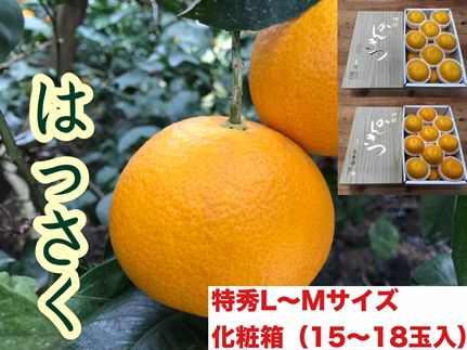 頒布会 有田かんきつ 定期便 7ヶ月間 南泰園 みかん  BS802