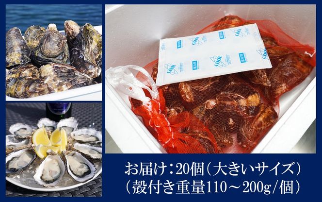 生食用殻付き牡蠣「Ostra Kunisaki」大きいサイズ20個（殻付き重量110～200g/個）_2361R