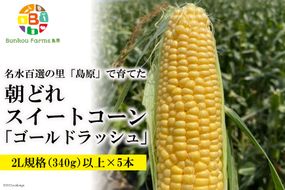 BE280　【令和7年度出荷分】 5月中旬から出荷！「朝どれスイートコーン！」2L×5本セット ～名水百選の里 島原産～