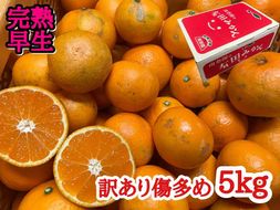 年内発送 訳あり 傷多め 完熟早生 有田みかん 5kg サイズおまかせ  BS651