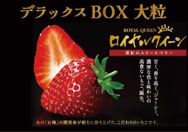 果肉まで真っ赤な深紅のスイートベリー『58ロハスファームのロイヤルクイーン』2箱【2025年1月中旬より順次発送】｜いちご 苺 果物 フルーツ 産地直送 先行予約 [0579]