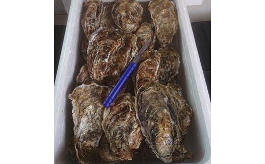 北海道 仙鳳趾名産 牡蠣 150g～199g×30コ＋かきナイフ付き かき漁師直送K4-4＜一部出荷期間：2026年7月1日～11月末＞＜センポウシ : 釧路町の東 厚岸湾の西 カキの名産地＞ | せんぽうし 牡蠣 生食用 殻付き 生牡蠣 絶品 産地直送 北海道 釧路町 釧路超 特産品 121-1269-48