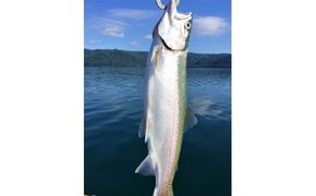 235.ワッカBBB宿泊券（４名様トラウト釣りプラン　夕食バーベキュー）