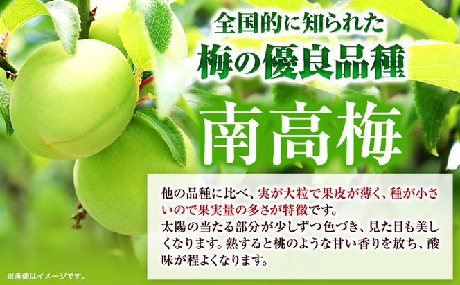 手づくり紀州南高梅小粒(白干・無添加) 約300g 株式会社はし長 《30日以内に出荷予定(土日祝除く)》 和歌山県 日高町 南高梅 小粒 白干---wsh_hsn13_30d_23_16000_300g---