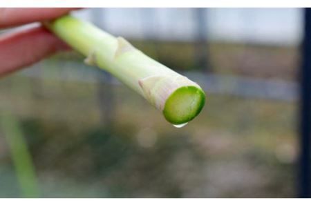 【先行受付 令和8年7月より発送】夏芽のアスパラ 1.2kg 【アスパラ アスパラガス グリーンアスパラガス モデル バーベキュー BBQ こだわり 採れたて 野菜 】(H013105)