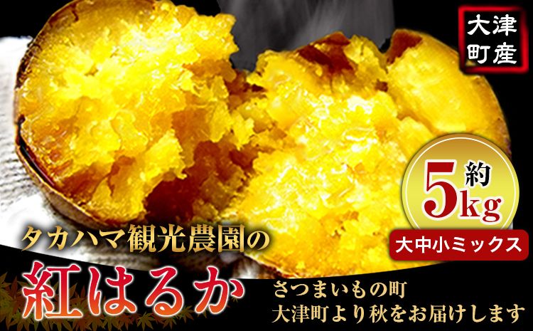 熊本県大津町産 タカハマ観光農園の紅はるか 約5kg(大中小ミックス)[2026年1月上旬-6月末頃出荷] さつまいも 芋 スイートポテト 干し芋にも---so_tkhmbni_af16_r7_9000_5kg---
