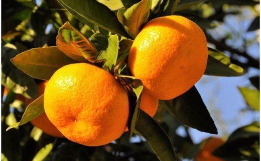有田のブランド「賢みかん」5kg(S～Lサイズおまかせ）ご家庭用