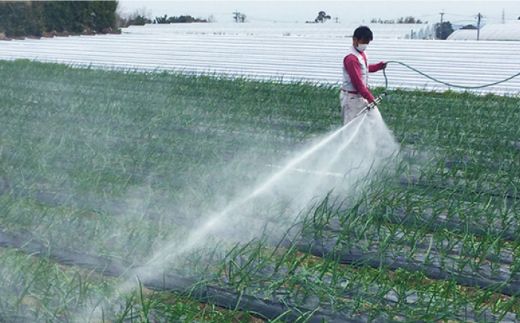 【2026年3月中旬～発送】【柔らかくて甘い！】塩玉ねぎ（新玉ねぎ）約5kg（小玉） / 玉ねぎ 南島原市 / 長崎県農産品流通合同会社 [SCB054]