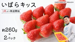 【 先行予約 】 茨城県品種 いばら キッス ( 2パック × 1箱 )【 2026年1月から発送開始 】 ( 茨城県共通返礼品 : 常陸太田市 ) 約 260g × 2 パック いばらキッス いばらきっす いちご 数量限定 果物 くだもの フルーツ 苺 イチゴ 期間限定 [ES002us]