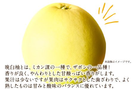 森田果樹園の晩白柚 1玉 森田果樹園《12月中旬-2月末頃出荷》果物 フルーツ サボン 熊本---hkw_mtk_4_1t---