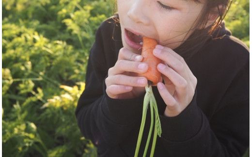 【2月上旬に発送】こどもも食べられる甘み！訳あり「マドンナキャロット」6kg キャロットジュース付き にんじん 限定 人参 国産 野菜ジュース H105-113