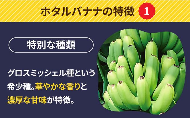 【とても希少な国産バナナをあなたへ！】hotaru バナナ 2本[SFA001]
