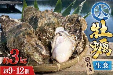 【期間限定発送】 TVで紹介！ 牡蠣 大粒 3～4年モノ 生食 殻付き牡蠣 約3kg(約9-12個入) [住喜水産 宮城県 気仙沼市 20564160] 期間限定 冷蔵 新鮮 濃厚 真牡蠣 カキ かき 生牡蠣 魚貝類 生牡蠣 貝 海鮮 魚介類 なべ カキフライ 牡蠣ご飯 魚介