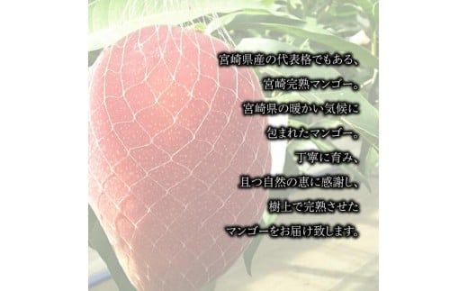 【先行予約】＜宮崎県産 完熟マンゴー (3Lサイズ×2個)＞2026年4月上旬～9月上旬迄に順次出荷【c594_my_x6】