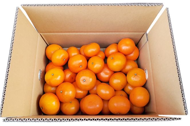 BD021 森崎果樹園自慢の『麗紅（れいこう）』5kg [みかん ミカン れいこう 麗紅 5キロ 果物 森崎果樹園 長崎県 島原市]