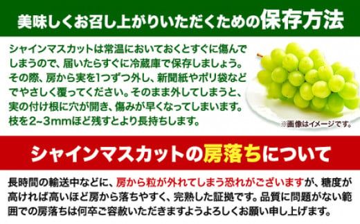 マスカット シャインマスカット 岡山 先行予約 数量限定 岡山県産 笠岡市 1kg以上 たたらみねらる 2房《2025年8月下旬-10月下旬頃出荷》 甘い 種無し 朝どれ ぶどう ブドウ 葡萄 マスカット シャインマスカット---A-209---