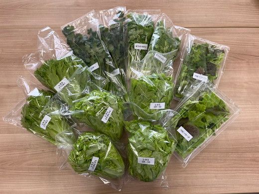 LED水耕栽培 野菜詰め合わせ 1kgセット