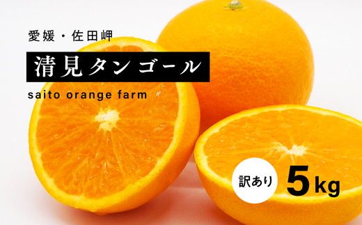 【先行予約】Saito Orange Farmの家庭用清見タンゴール5kg ｜ 柑橘 みかん ミカン フルーツ 果物 愛媛　※離島への配送不可　※2025年3月下旬頃より順次発送予定