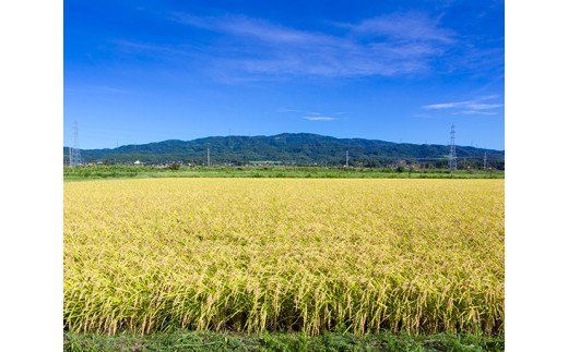 令和5年 自然栽培米 コシヒカリ 白米 3kg×2 [農家にしの 石川県 宝達志水町 38600582] 米 お米 ご飯 ごはん