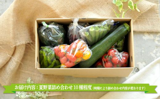 《令和8年分》数量限定！季節のお野菜詰め合わせ 夏(配送時期：7月～8月)【01017】