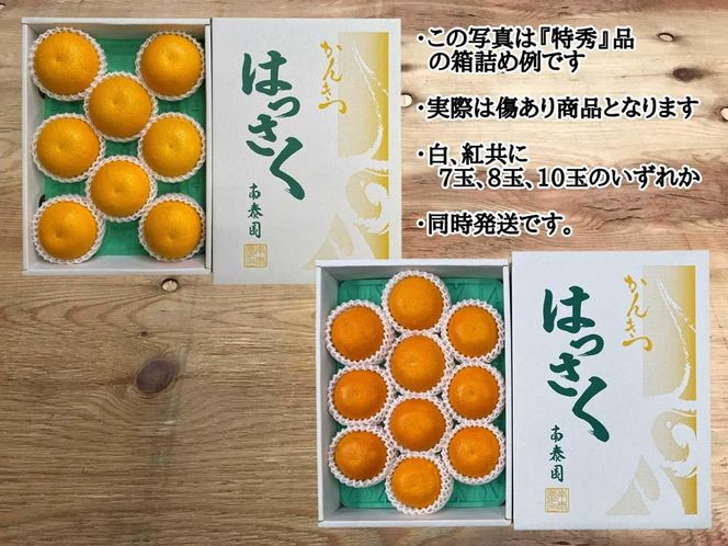 有田 はっさく 紅白 食べくらべ 化粧箱 みかん BS692