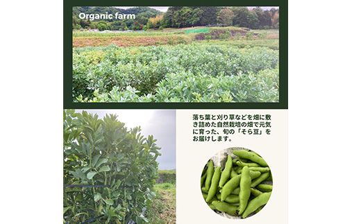 甘～い そら豆 2kg【期間限定】京都府・亀岡産 自然栽培のかたもとオーガニックファームよりお届け ※2026年5月上旬～6月上旬頃に順次発送予定 ※離島への配送不可