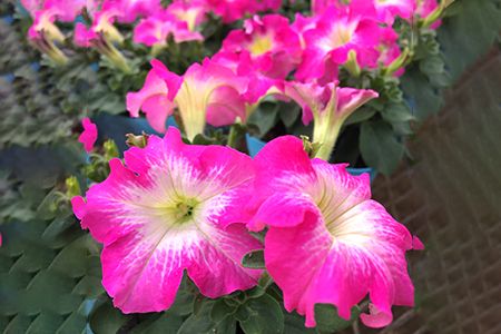 [定期便／年3回] 季節の草花 詰め合わせ｜花苗 ポット苗 宿根草 多年草 一年草 園芸 ガーデニング [0134]