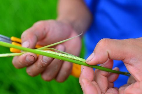 【お米マイスター】究極 喜重ーKIJYUー 定期便（5kg×12回） H056-133