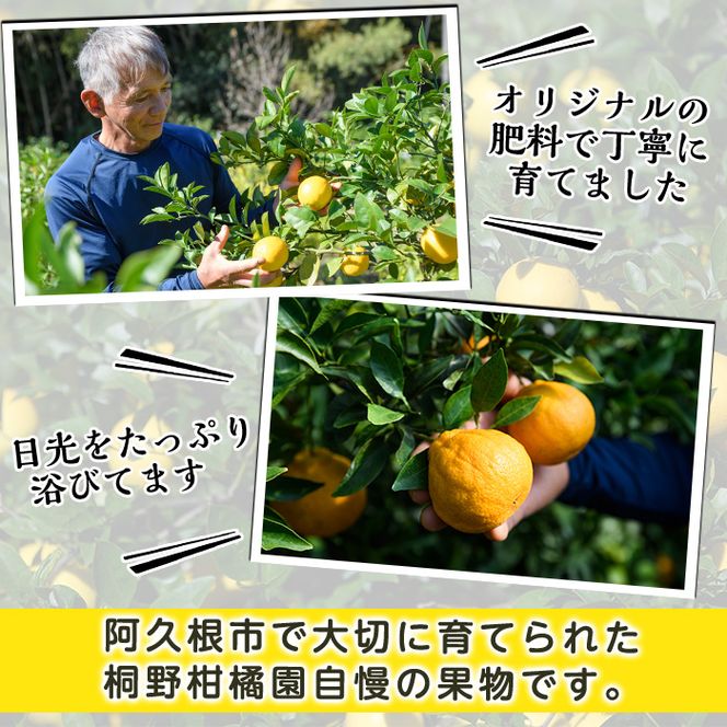 ＜先行予約受付中！2025年1月中旬以降順次発送予定＞紅甘夏 (約10kg) 国産 果物 フルーツ 柑橘 期間限定【桐野柑橘株式会社】a-12-326