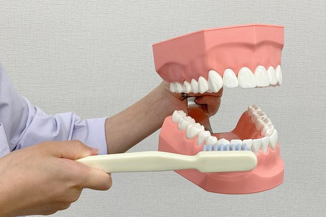 歯の模型 歯磨き指導用 大型モデル（永久歯列 歯ブラシ付）《歯 模型 歯列模型 歯模型 顎模型 2倍大》 ※着日指定不可