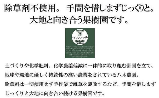 【2026年9月中旬～発送】【シャリッとおいしい！】新高梨 約3.4kg / 梨 なし 南島原市 / ふるさと企画 [SBA030]