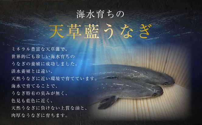 【ミシュラン星付きのプロが愛用】海水育ちの天草藍うなぎ 蒲焼き 2～3尾セット【合計約400g】鰻 ウナギ 数量限定!!