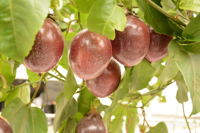 【数量限定】【期間限定】栃木県産ハウス栽培の絶品パッションフルーツ1kg ◇南国フルーツ◇ ※2026年6月～発送