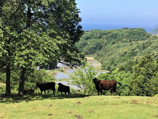 リンダーヴルスト　NH00008