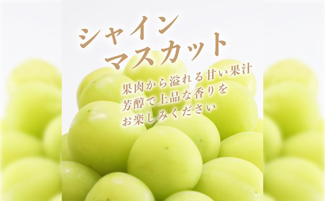 【2025年 先行予約】山梨県産　シャインマスカット 2kg (3房～4房)　FB004