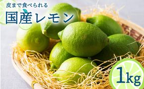 【2024年10月〜発送】国産 レモン  1kg  / 檸檬 果物 フルーツ 柑橘  / 南島原市 / 長崎県農産品流通合同会社 [SCB016]