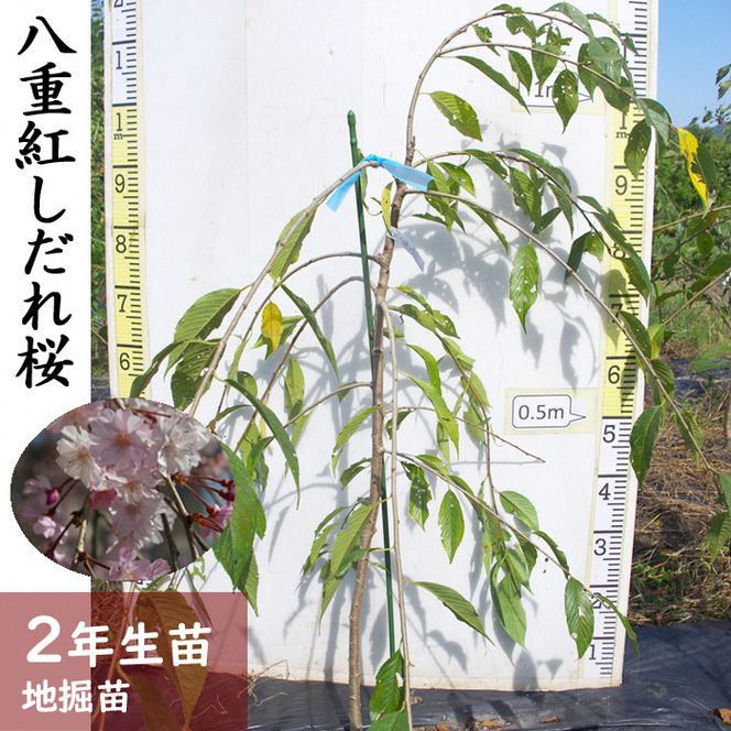 ＜すだ農園＞2年生 苗木◇サクラ(桜) 八重紅しだれ桜[地掘苗 2023年] ※2024年11月中旬～2025年4月下旬頃に順次発送予定 ※北海道・沖縄・離島への配送不可