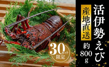 【数量限定】産地直送！活き伊勢えび 約400g×2尾 ※北海道・東北地方・沖縄・離島への配送不可 ※2024年9月上旬～11月上旬頃に順次発送予定