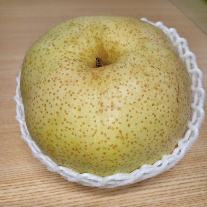 朝穫り　大玉【かおり】5kg　5個～6個入り【9月10日受付終了】※2026年9月～発送